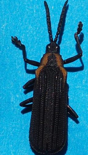Réf. 242 503 : Cassidinae inconnu